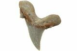 Serrated Sokolovi (Auriculatus) Shark Tooth - Dakhla, Morocco #225234-1